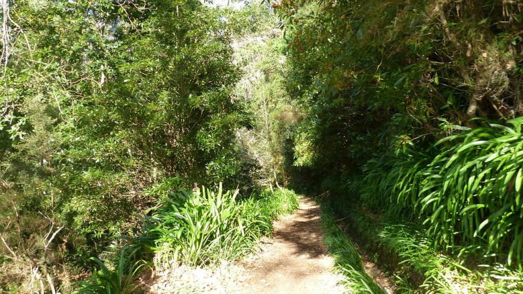 Madere Foret Lauriers