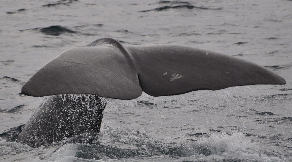 Baleine Madere