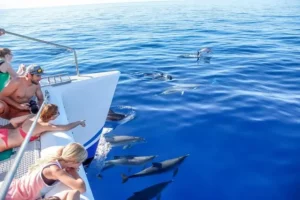Catamaran Croisiere Dauphins