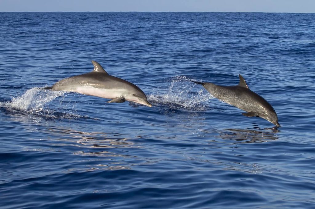 Dauphins à Madère