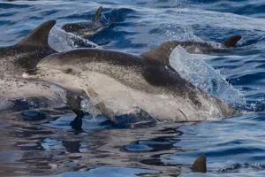 Groupe de dauphins