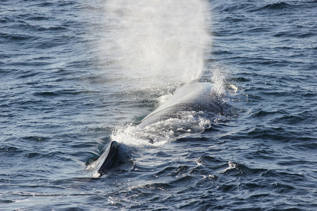 Dos baleine Madere