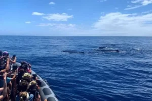 Observation des baleines