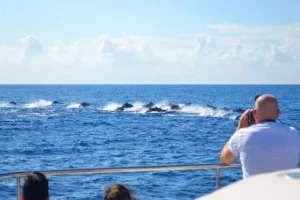 Observation des baleines à Madère