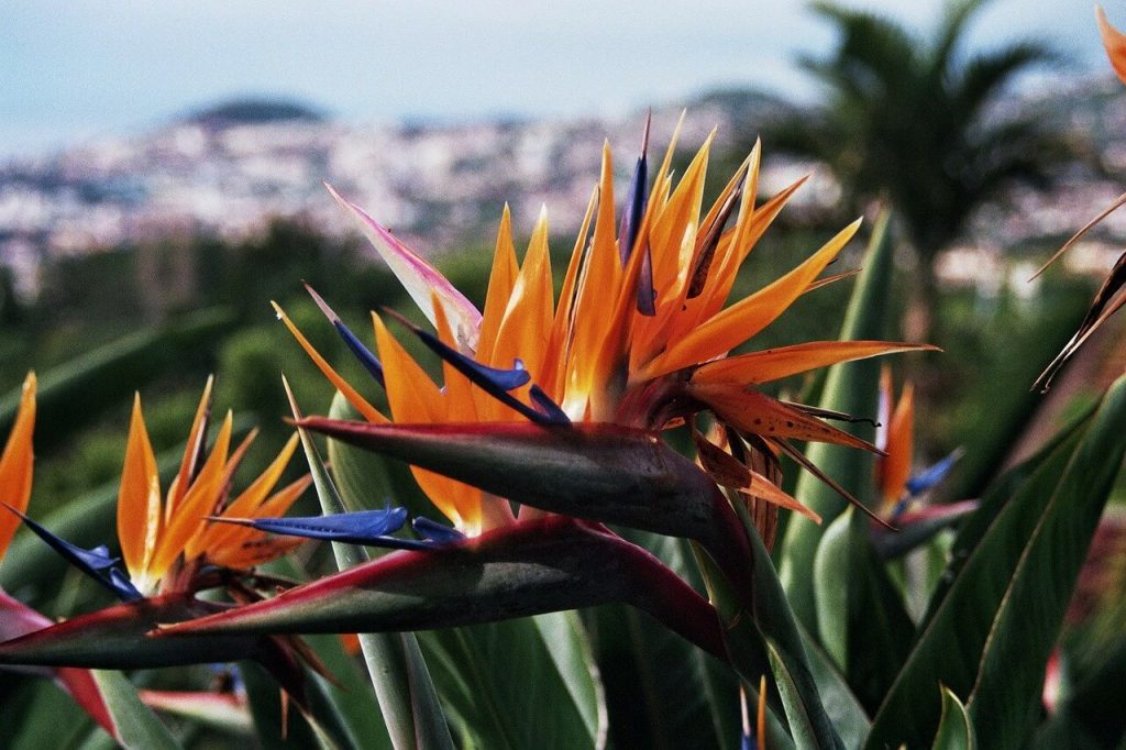 Fleur du jardin botanique Madère