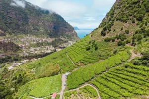 Vignoble de Madere