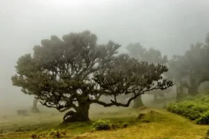 Foret Laurier Madere